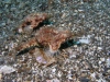 Lembeh Strait Underwater Gallery